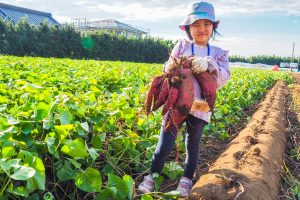 成田ファームランドの芋掘りやアスレチックを体験レポ！BBQ、バラ園、いちごかき氷も！