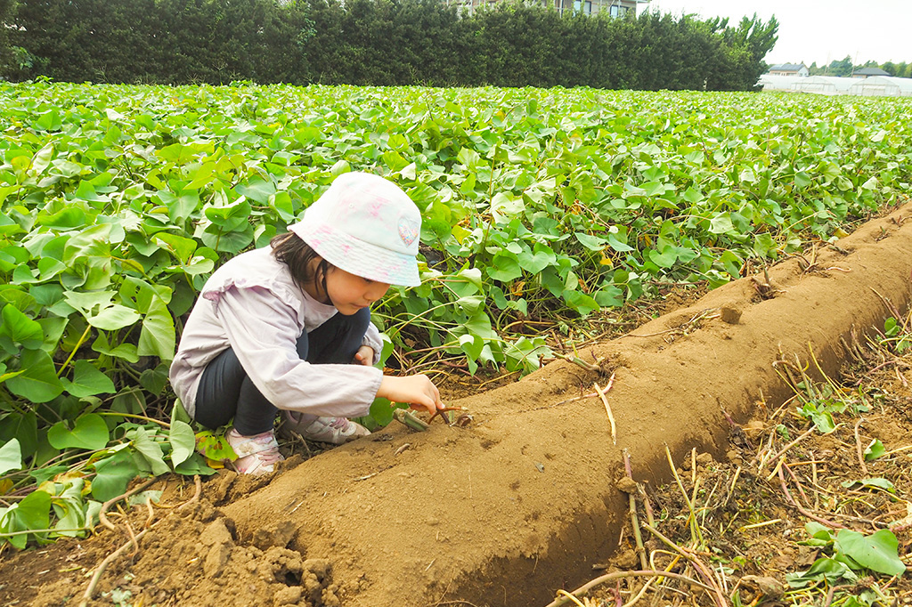 さつまいも掘り体験の様子/成田ファームランド(千葉県/成田市)