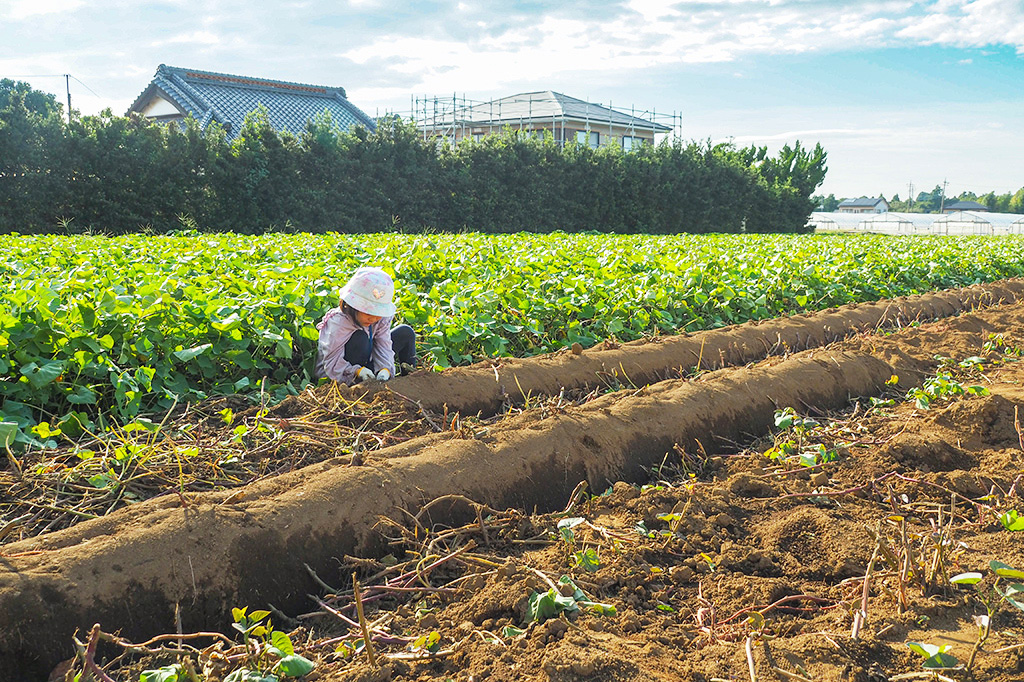 さつまいも掘り体験の様子/成田ファームランド(千葉県/成田市)