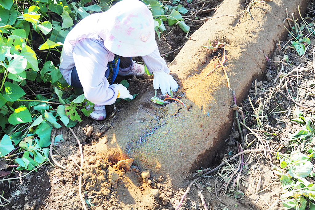 さつまいも掘り体験の様子/成田ファームランド(千葉県/成田市)