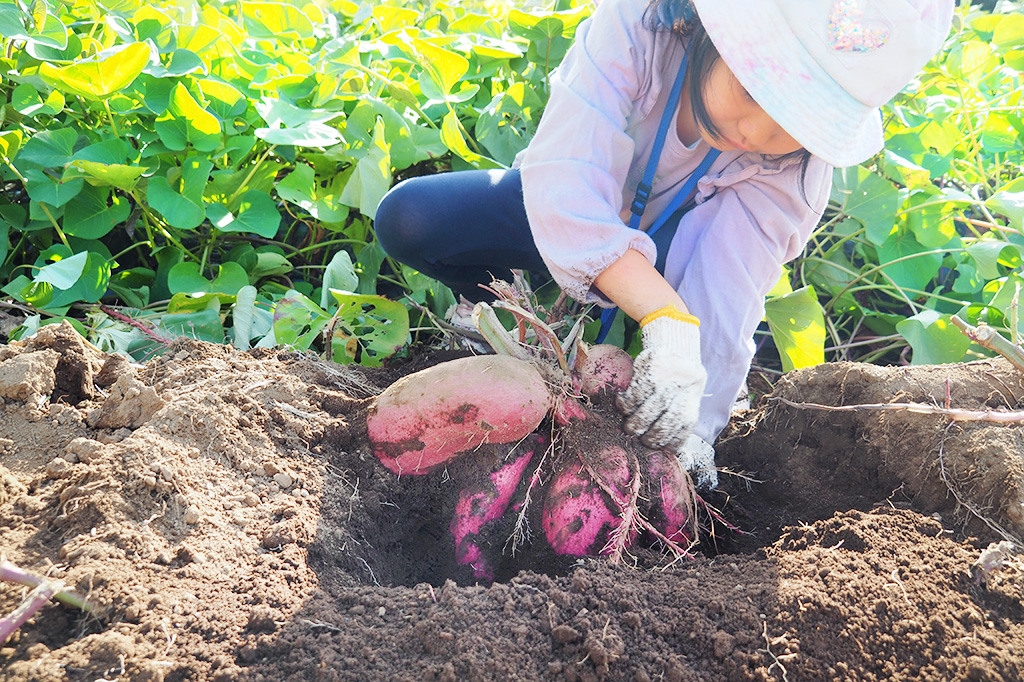 さつまいも掘り体験の様子/成田ファームランド(千葉県/成田市)