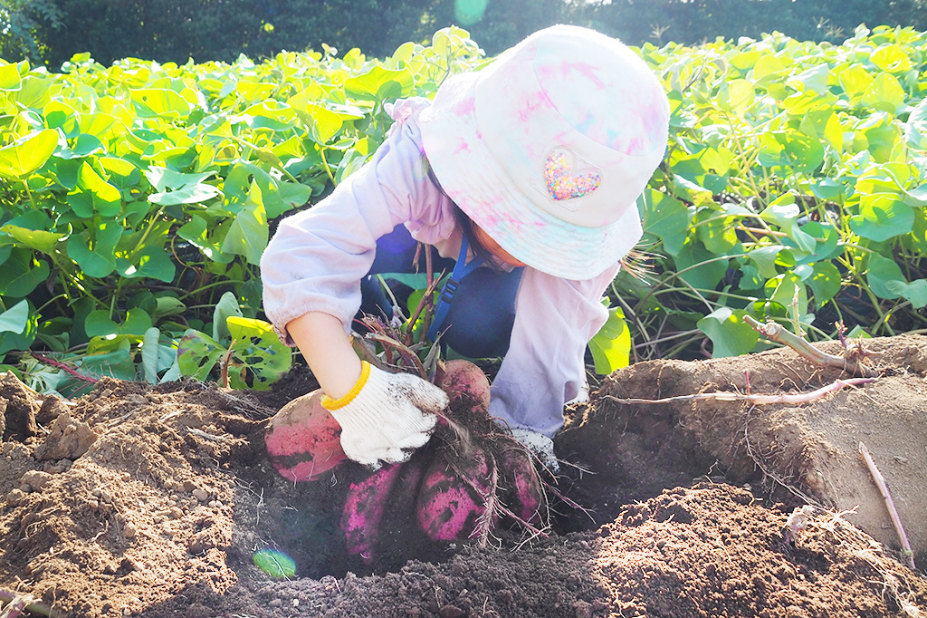 さつまいも掘り体験の様子/成田ファームランド(千葉県/成田市)