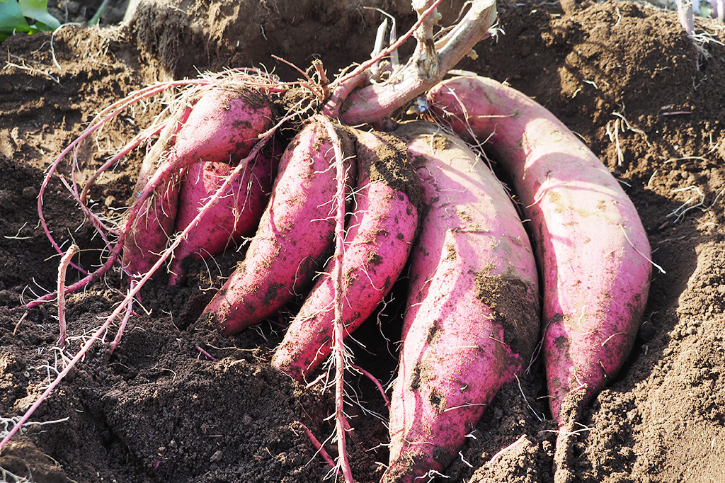 掘りたてのさつまいも/成田ファームランド(千葉県/成田市)