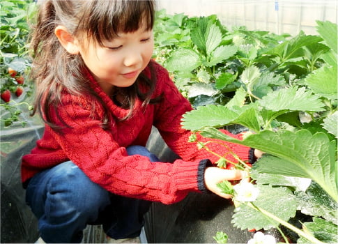 大人気のいちご狩り/成田ファームランド(千葉県/成田市)