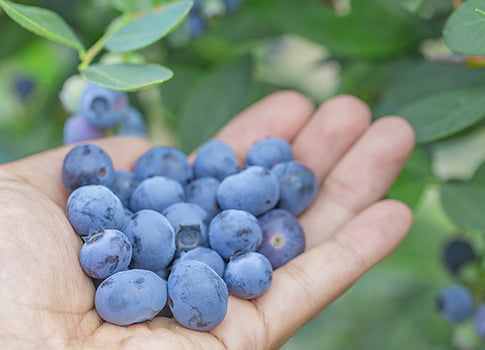 ブルーベリー狩り/成田ファームランド(千葉県/成田市)