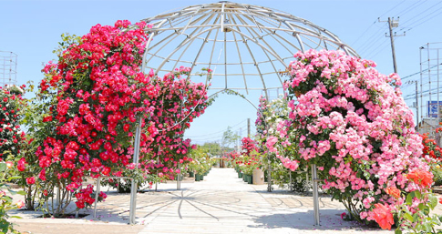 園内にあるバラ園/成田ファームランド(千葉県/成田市)
