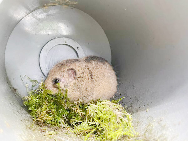ニホンヤマネ│はんのう里山焚き火フェス/喜多川キャンピングベース(埼玉県/飯能市)