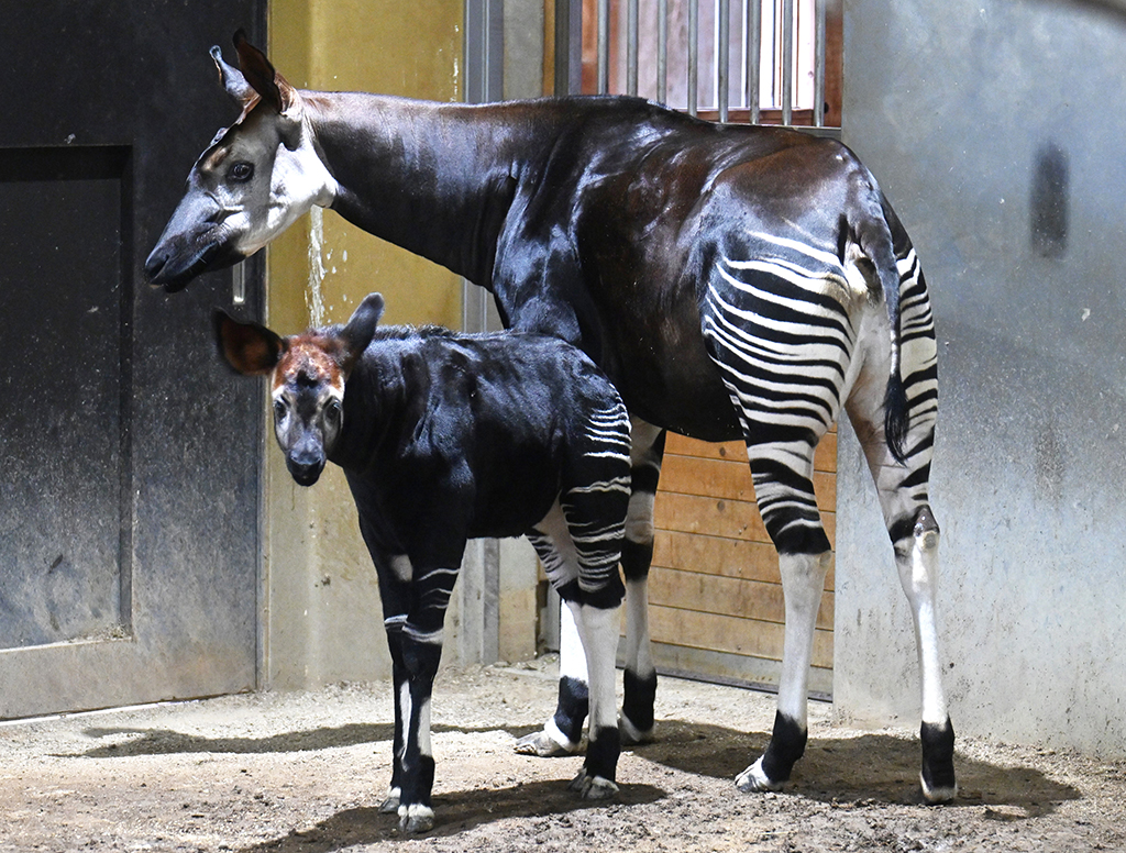 2024年7月に生まれた“フラハ”とお母さんの“ララ”