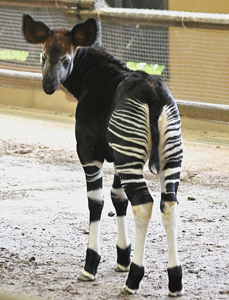 メスの“フラハ”