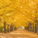 東京都内で秋の紅葉がおすすめの大型公園・庭園など16選（11月～12月）