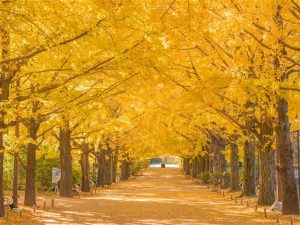 東京都内で秋の紅葉がおすすめの大型公園・庭園など16選(11月~12月)