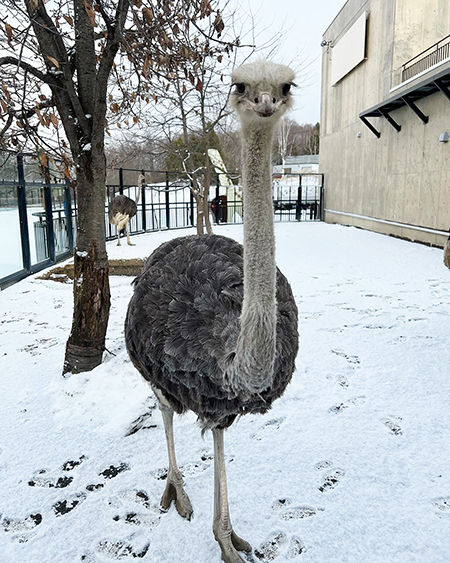 メスのダチョウ「ララサ」/旭川市旭山動物園（北海道）