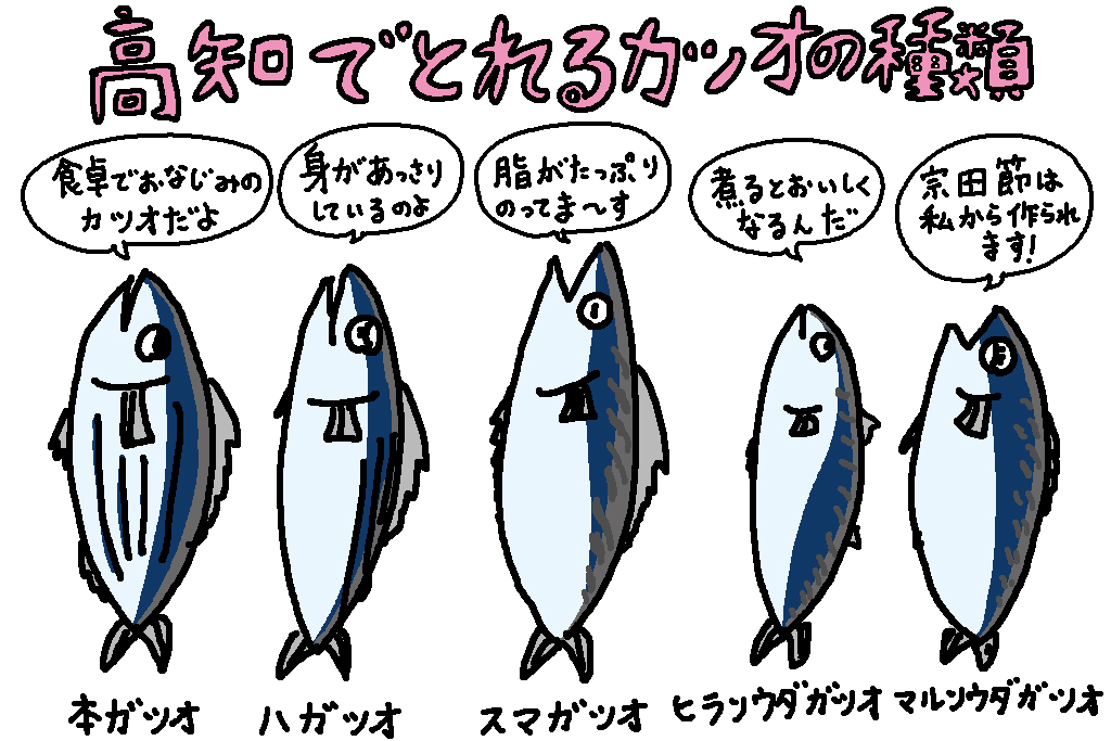 高知でとれるカツオの種類/高知県の特産品「カツオ」