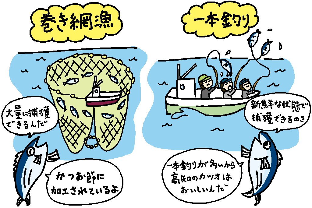 カツオ漁の説明/高知県の特産品「カツオ」