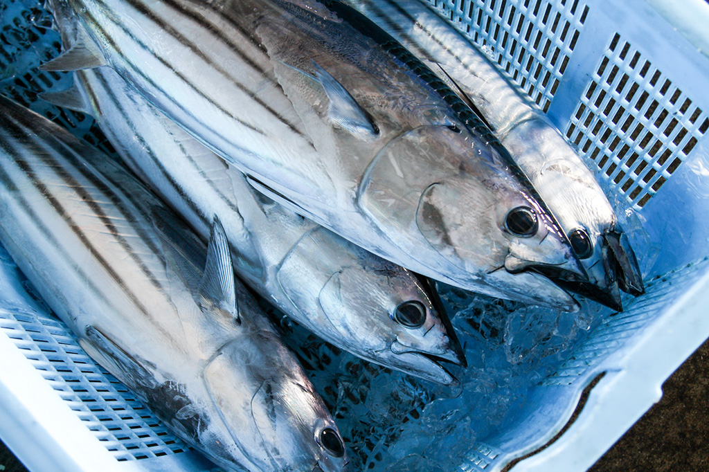 カツオイメージ/高知県の特産品「カツオ」