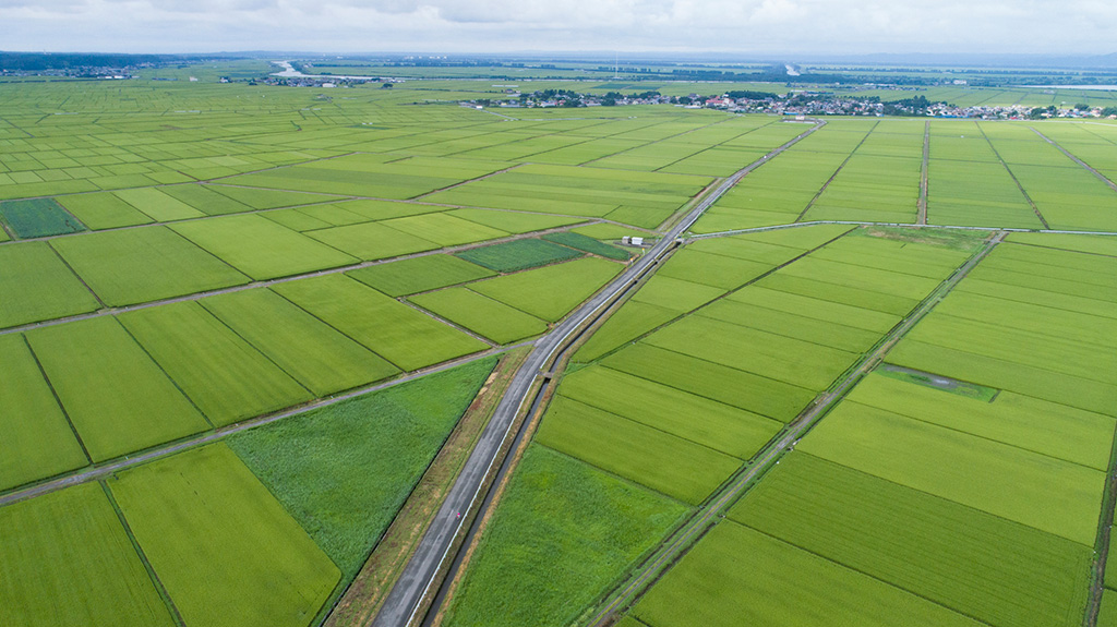 イメージ/秋田県の特産品「米」