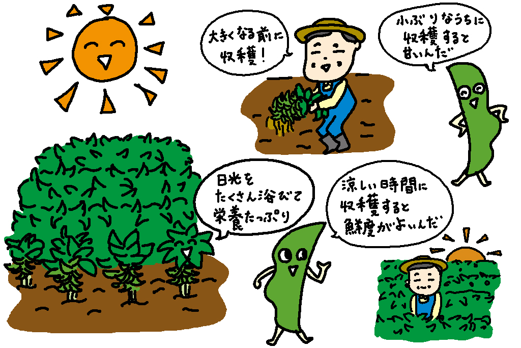 新潟県の枝豆がおいしいワケ/新潟県の特産品「枝豆」