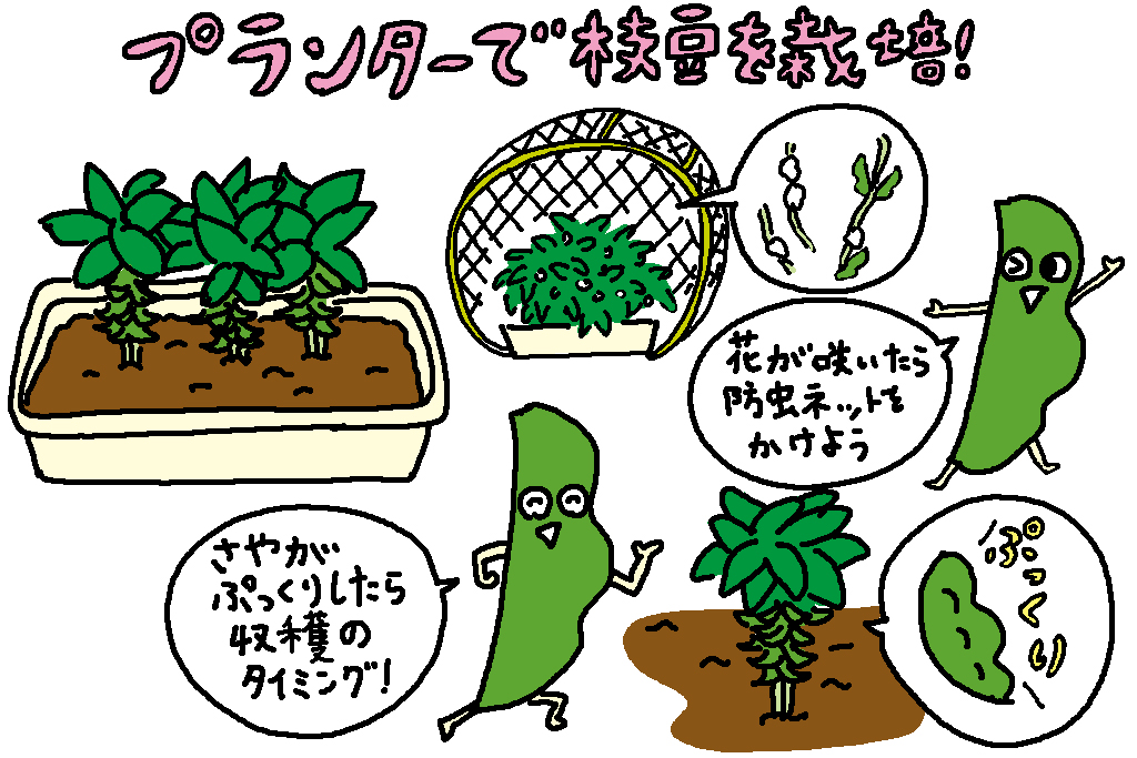 プランターで枝豆を栽培/新潟県の特産品「枝豆」