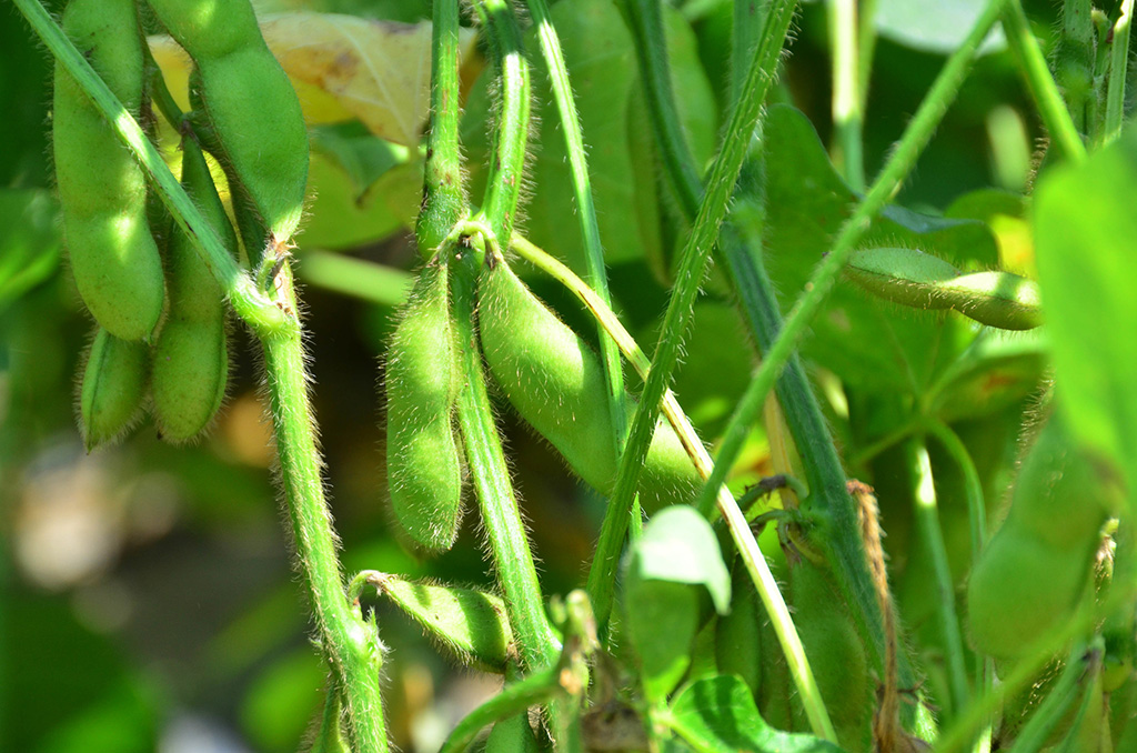 枝豆（イメージ）/新潟県の特産品「枝豆」