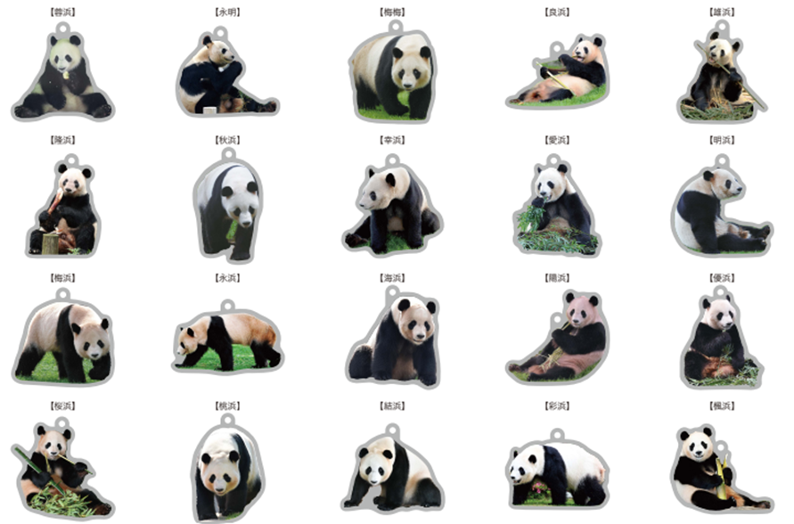 「チャームポイント総選挙」パンダファミリーアクリルキーホルダー各種/アドベンチャーワールド（和歌山県/白浜町）