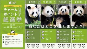 推しパンダに投票しよう!和歌山・アドベンチャーワールド「チャームポイント総選挙」開催 選んだ推しポイントが新グッズになるかも!