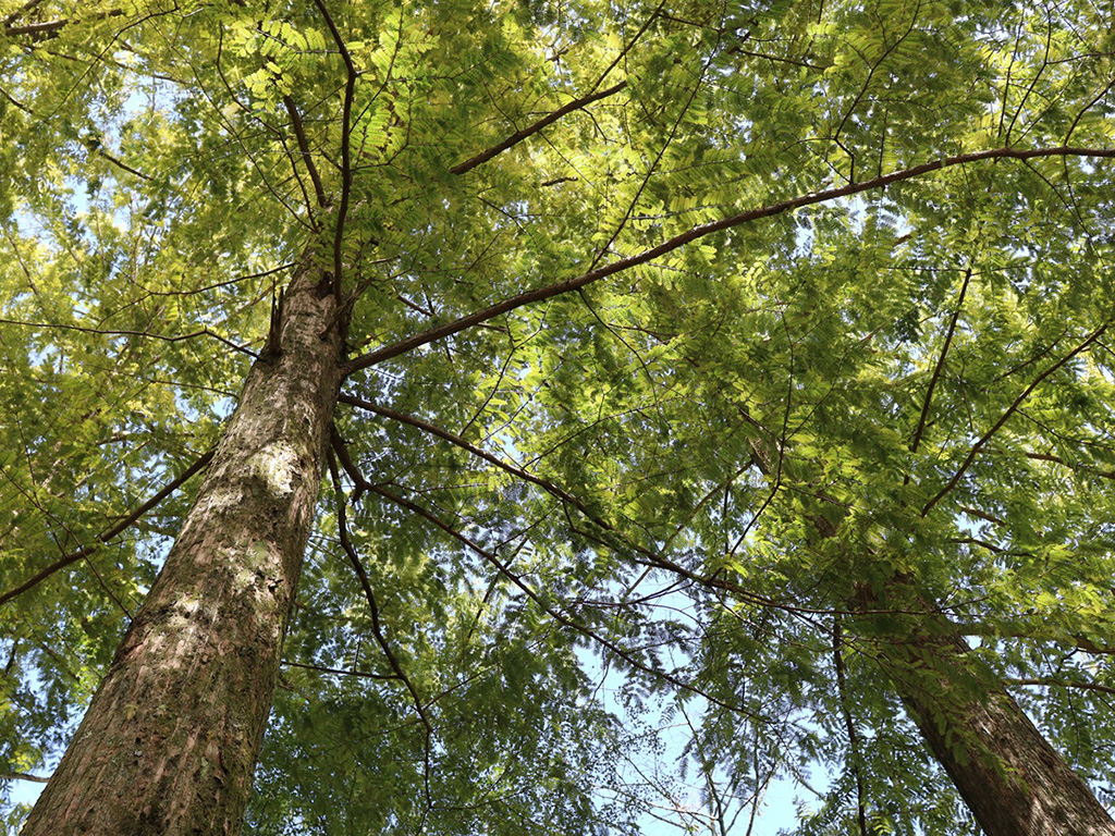 メタセコイアの木/杉村公園(和歌山県/橋本市)