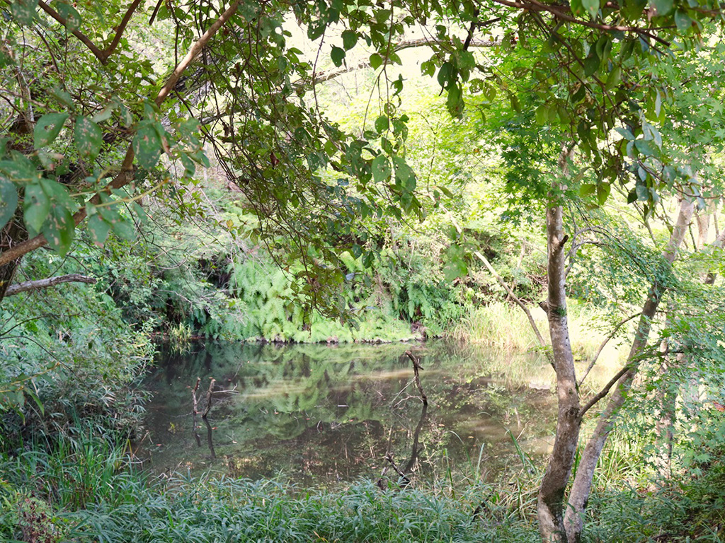 トンボ池/杉村公園(和歌山県/橋本市)