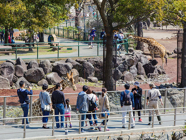 「ウォーキングサファリ」サバンナを歩いているような近さに大興奮/伊豆アニマルキングダム（静岡県/東伊豆町）