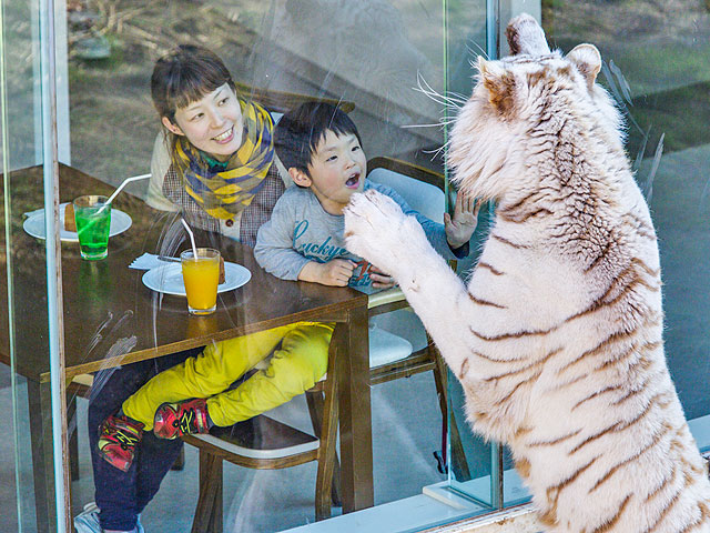 全国でもここだけ。猛獣を観ながらのランチ/伊豆アニマルキングダム（静岡県/東伊豆町）