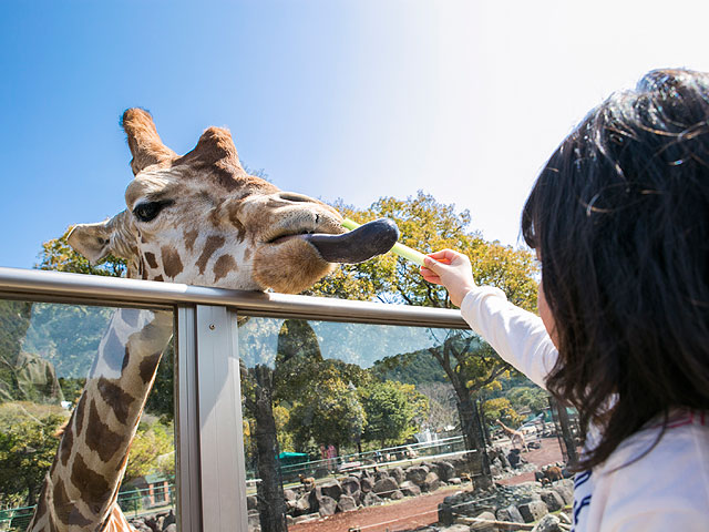 「キリンにエサやり」背に高いキリンにエサやり。長い舌でゴハンをペロリ/伊豆アニマルキングダム（静岡県/東伊豆町）