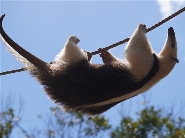 ミナミコアリクイのつな渡り/伊豆アニマルキングダム（静岡県/東伊豆町）