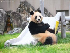 アドベンチャーワールド（和歌山県白浜町）癒しのパンダアイランドへようこそ！