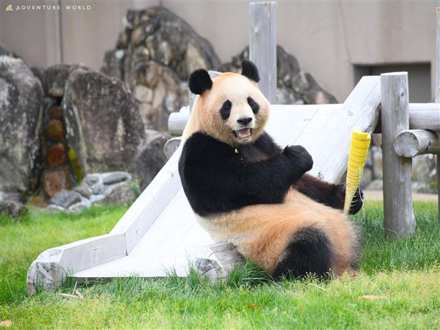 ジャイアントパンダ「良浜」/アドベンチャーワールド（和歌山県/白浜町）