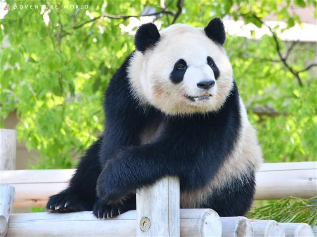 ジャイアントパンダ「彩浜」/アドベンチャーワールド（和歌山県/白浜町）