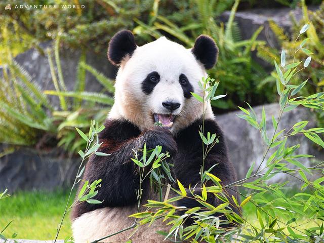 ジャイアントパンダ「結浜」/アドベンチャーワールド（和歌山県/白浜町）