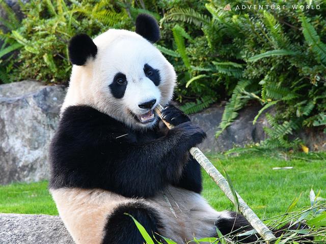ジャイアントパンダ「楓浜」/アドベンチャーワールド（和歌山県/白浜町）