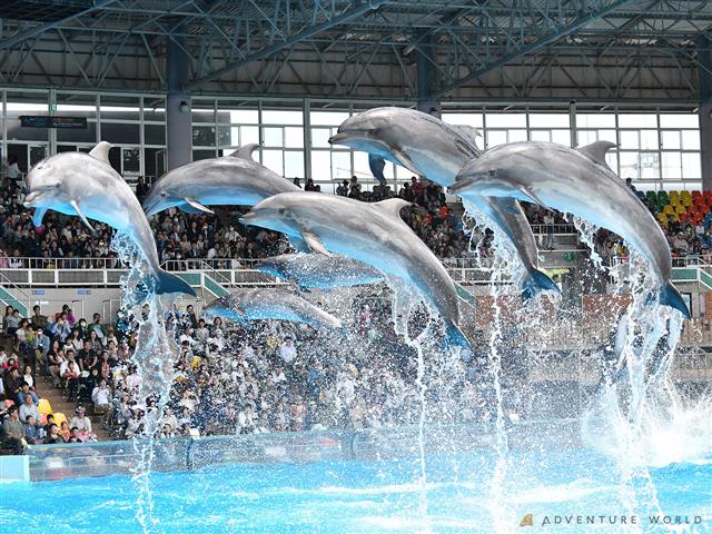 迫力ある人気のマリンライブ「Smiles」/アドベンチャーワールド（和歌山県/白浜町）