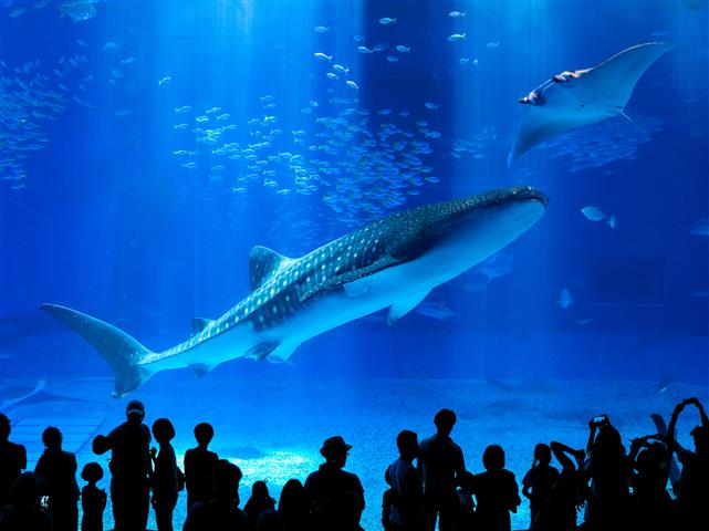 沖縄美ら海水族館（沖縄県/本部町）