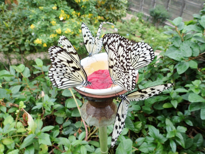 多摩動物公園（東京都）