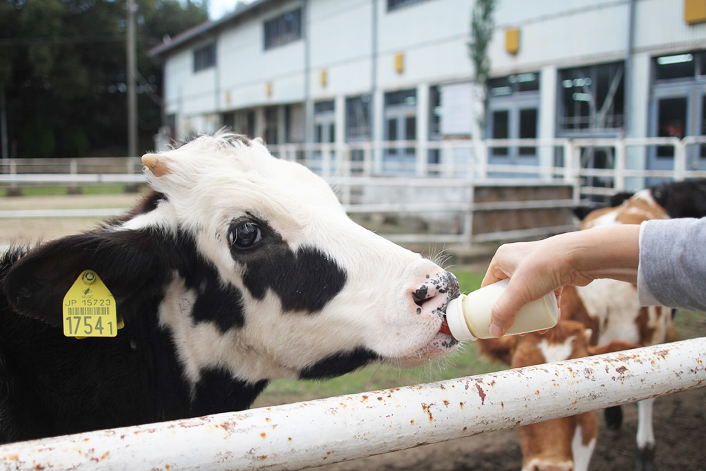 乳のまし体験/淡路島牧場（兵庫県南/あわじ市）