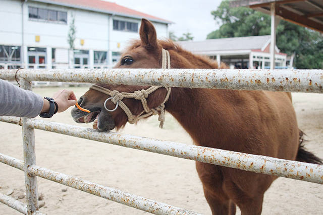 ポニーへの「えさやり体験」1回200円/淡路島牧場（兵庫県南/あわじ市）