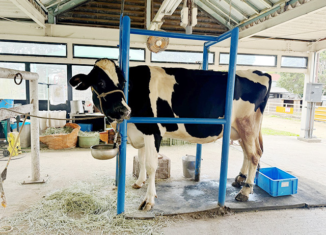 乳しぼり体験/淡路島牧場（兵庫県南/あわじ市）