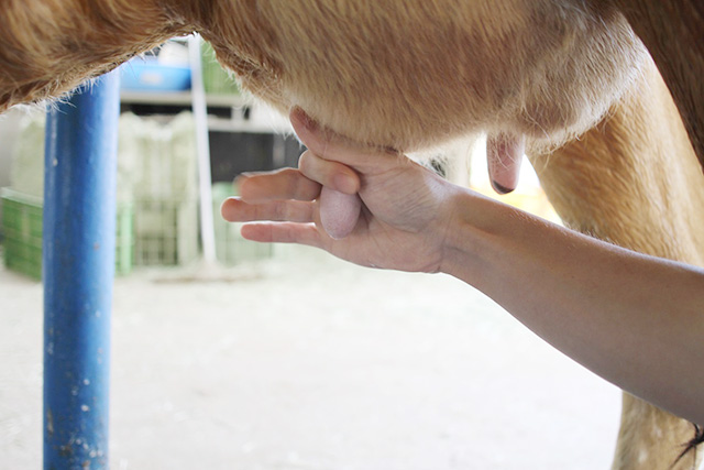 乳しぼり体験/淡路島牧場（兵庫県南/あわじ市）