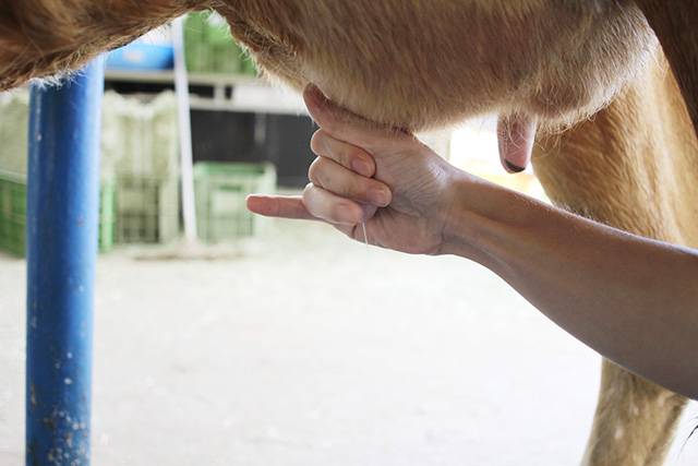 乳しぼり体験/淡路島牧場（兵庫県南/あわじ市）