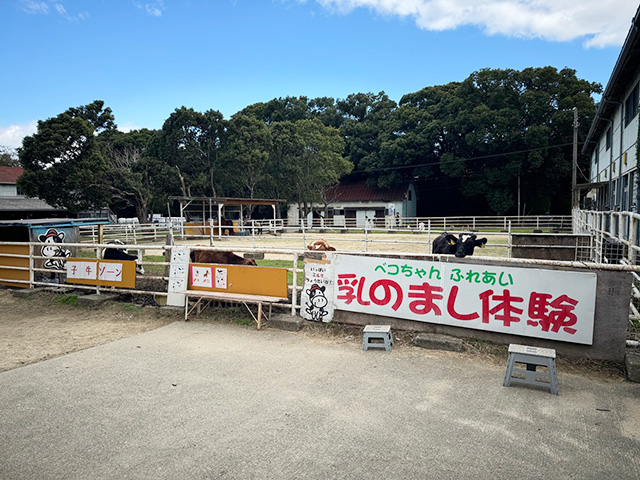 乳のまし体験/淡路島牧場（兵庫県南/あわじ市）