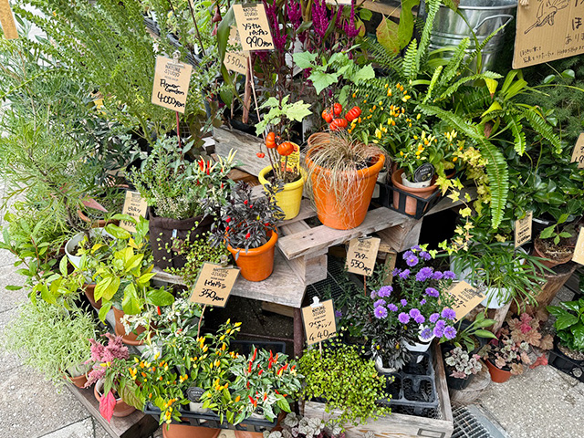 「HERB SHOP」の店内にあるハーブや野菜苗など/NATURE STUDIO(ネイチャースタジオ)(兵庫県/神戸市)