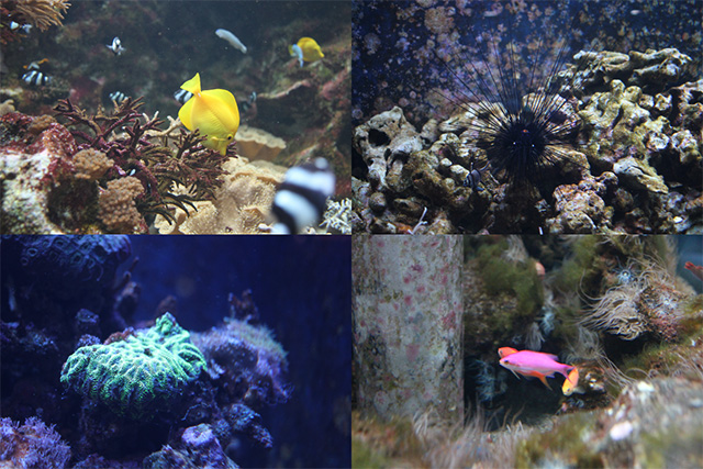 「みなとやま水族館」展示されている魚/NATURE STUDIO(ネイチャースタジオ)(兵庫県/神戸市)