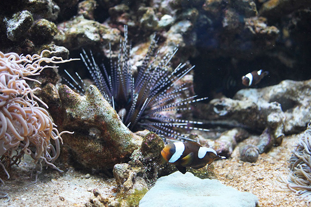 「みなとやま水族館」トウアカクマノミ/NATURE STUDIO(ネイチャースタジオ)(兵庫県/神戸市)
