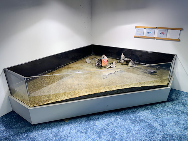 「みなとやま水族館」真上から覗き込める水槽/NATURE STUDIO(ネイチャースタジオ)(兵庫県/神戸市)