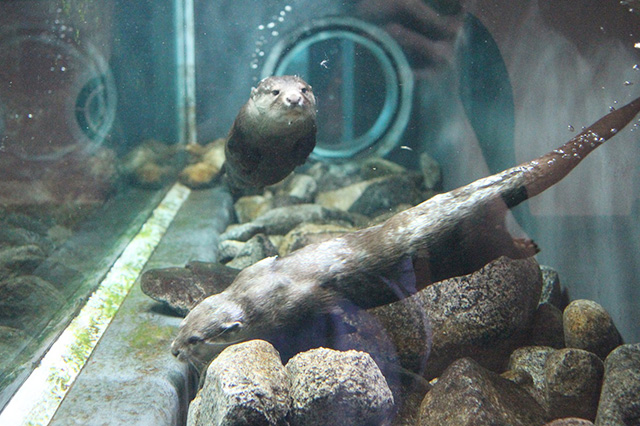 「みなとやま水族館」「ドクターフィッシュ」のふれあい体験/NATURE STUDIO(ネイチャースタジオ)(兵庫県/神戸市)